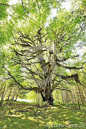 Bigleaf Maple, Quinault Rainforest Stock Photo