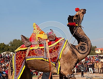 Dromedary camel on annual Camel festival in Rajasthan, India Editorial Stock Photo