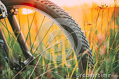 Bike Bicycle Wheel In Summer Green Grass Meadow Field. Close Up Detail. Sunset Sunrise Time Sunlight. Focus On Wheel Stock Photo