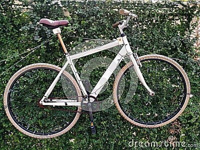 Bike on climber plant wall Stock Photo