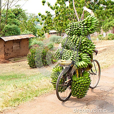 Bike without driver? Bike loaded upwards with many bunches of green ripe cooking bananas, plantains, Uganda, Africa. Stock Photo