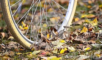 bike wheels, pneumatics on an autumn leaves, image of a Stock Photo