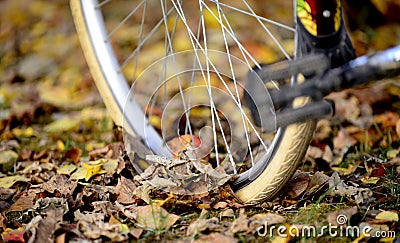 bike wheels, pneumatics on an autumn leaves, image of a Stock Photo