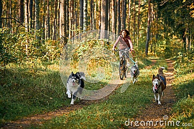 Bikejoring sled dogs mushing race, fast Siberian Husky sled dogs pulling bikes with dog mushers Editorial Stock Photo