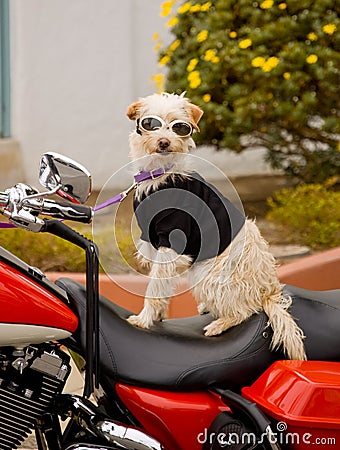 Biker dog Stock Photo