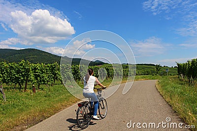 Biking through vineyards in Alsace Editorial Stock Photo