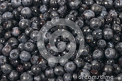 Bilberries Stock Photo