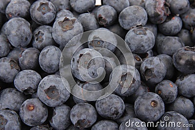 Bilberry Stock Photo