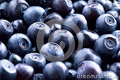 Bilberry Stock Photo