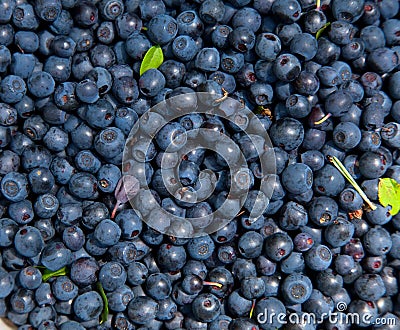 Bilberry background Stock Photo