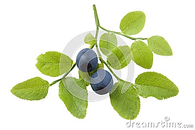 Bilberry branch Stock Photo