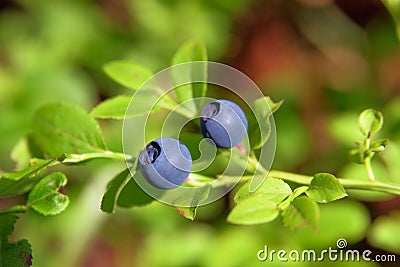 Bilberry Stock Photo