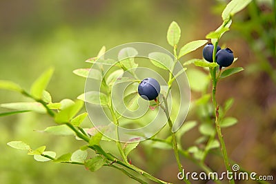 Bilberry Stock Photo