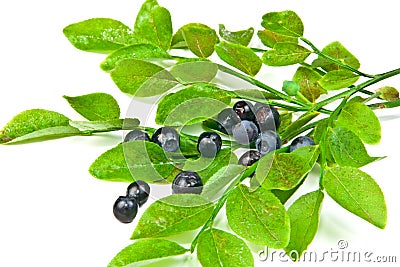 Bilberry bush Stock Photo