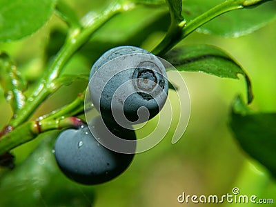 Bilberry Stock Photo