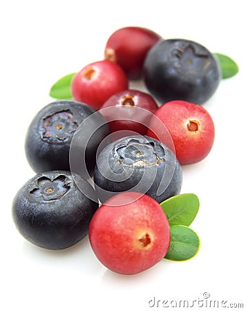 Bilberry and cranberry Stock Photo