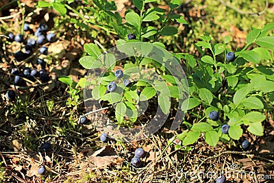 Bilberry forest glade Stock Photo