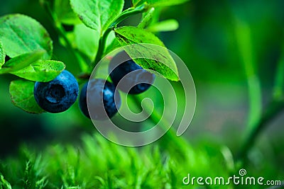 Bilberry in the forest Stock Photo