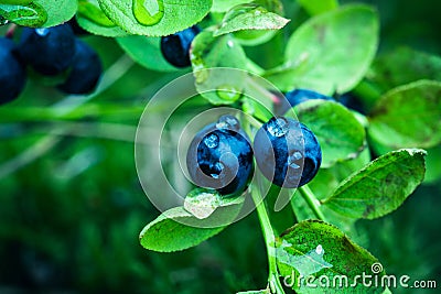 Bilberry in the forest Stock Photo