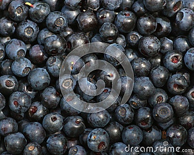 Bilberry Stock Photo