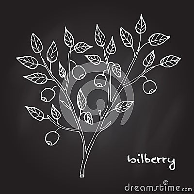 Bilberry ripe berry Vector Illustration
