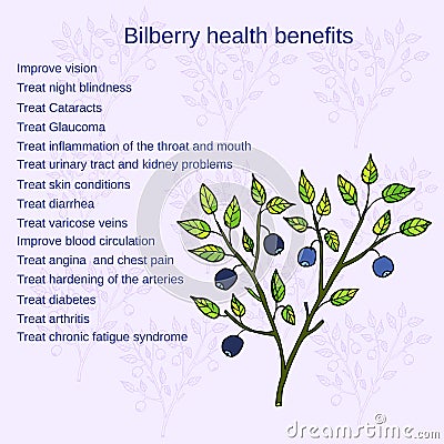 Bilberry ripe. Vector illustration Vector Illustration