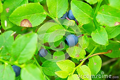 Wild bilberry fruits. Close up of bilberry berries growing on bush in the forest. Stock Photo