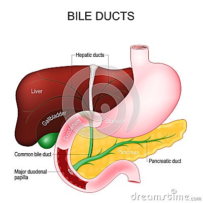 Bile ducts. digestive system Vector Illustration