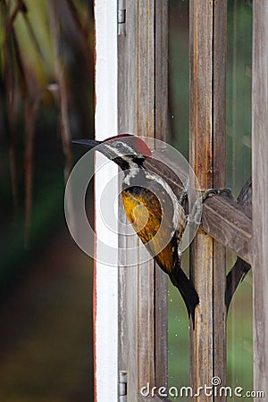 Bileated Wood Pecker Stock Photo