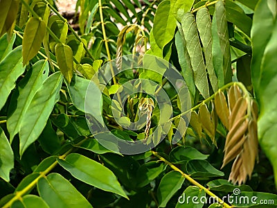 Bilimbi, Cucumber tree, Kamias Sorrel Tree, Tamarind Starfruit, Buloh Starfruit Bimbiri on tree trunks Stock Photo