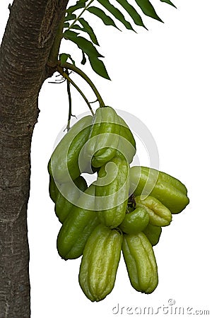 Bilimbi, Cucumber tree, Tree sorrel or Averrhoa bilimbi is a fruit with a sour taste isolated on white background. Stock Photo