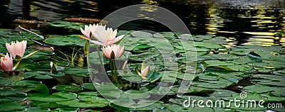 Billabong Water Lily Stock Photo