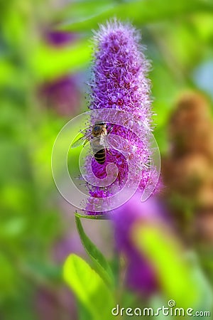 Billards Spirea - bee Stock Photo