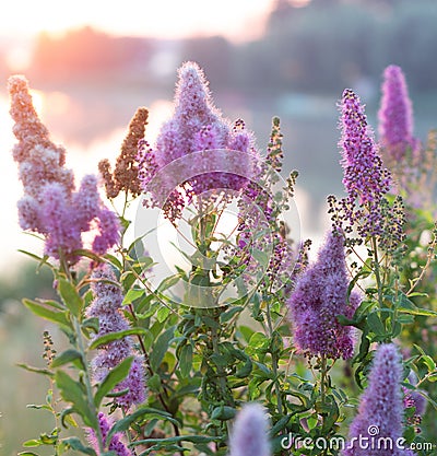 Billards Spirea Blooming flowers in the morning park on the lake Stock Photo