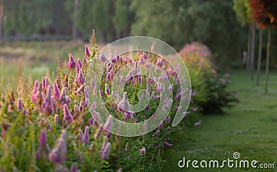 Billards Spirea Blooming flowers in the morning park on the lake Stock Photo