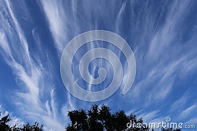 Billowy clouds with silhouette trees in foreground Stock Photo