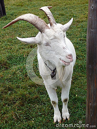 Billy goat Stock Photo