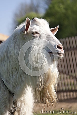 The billy goat Stock Photo