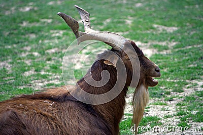 Billy goat 2 Stock Photo