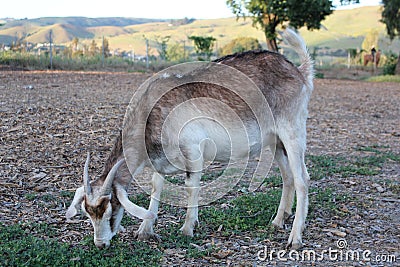 Billy goat eating Stock Photo