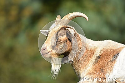 Billy Goat / Male Goat Stock Photo