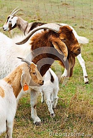 Billy goat with nanny goats Stock Photo