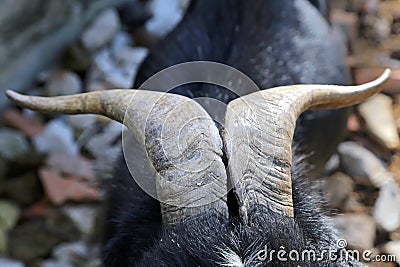 Billy Goat portrait in Umbria Stock Photo