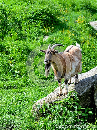Billy goat Stock Photo