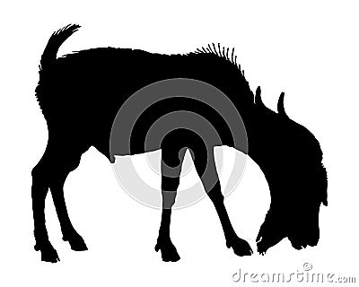 Billy goat on white Vector Illustration