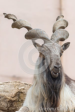 Billygoat 3 Stock Photo