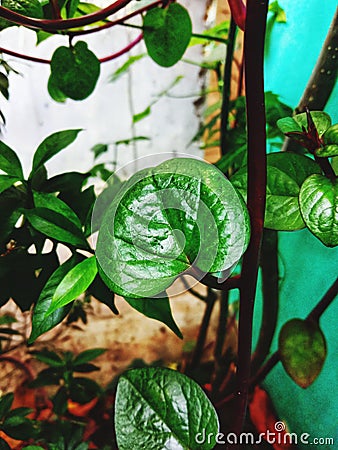 Binahong leaves, native Indonesian herbal medicine Stock Photo