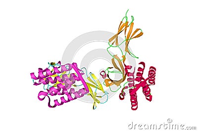Binary complex between interferon alpha-2 (IFNA2), a protein produced by leukocytes, and interferon receptor IFNAR2. 3d Cartoon Illustration