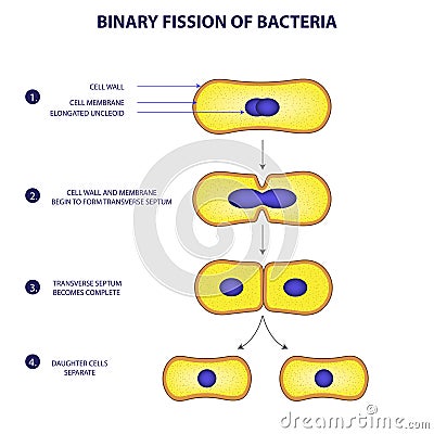 Binary fission process of bacteria vector illustration diagram Vector Illustration