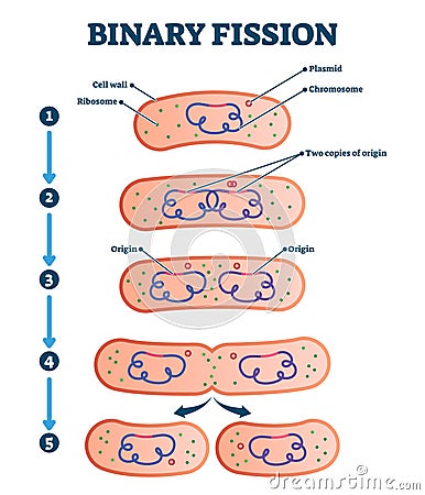 Binary fission process, vector illustration diagram Vector Illustration